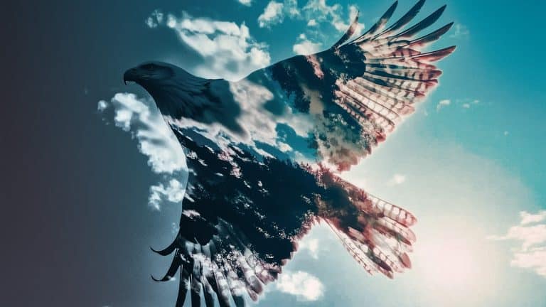 Double exposure of a soaring eagle in a clear sky and a forest landscape with sunlight filtering through trees: freedom and nature concept.