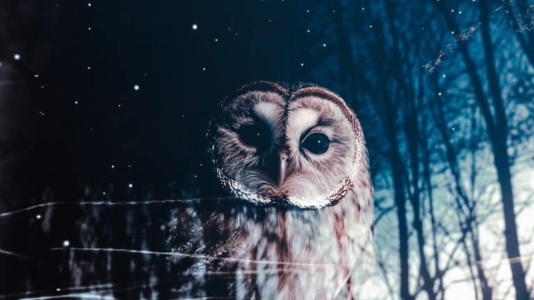Double exposure of an owl with wide eyes and a starry night sky with silhouetted trees: mystery and wonder concept.