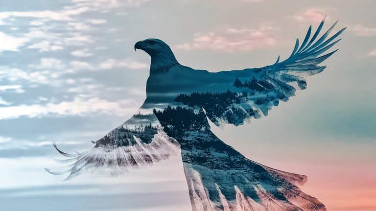 Double exposure of an eagle in flight and a snowy forest landscape: freedom and nature concept.