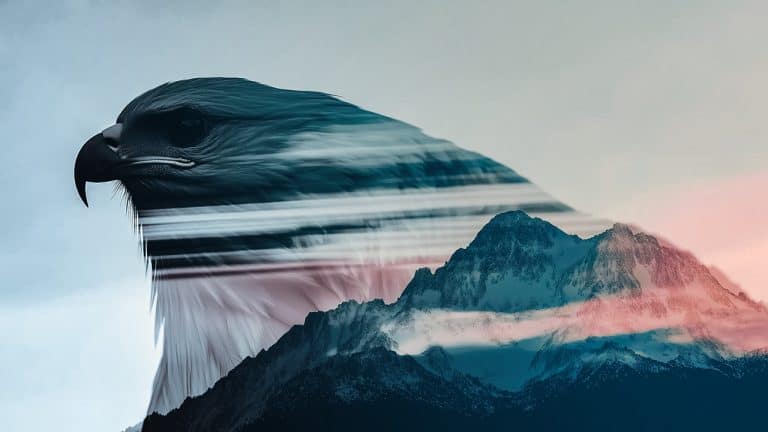 Double exposure of a close-up of an eagle's head with a sharp beak and intense gaze
