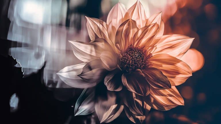 Double exposure of a close-up dahlia flower with orange and white petals