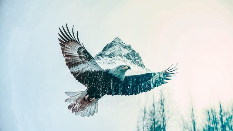 Double exposure of a bald eagle soaring with wings spread wide and a snow-covered mountain peak: freedom and majesty concept.