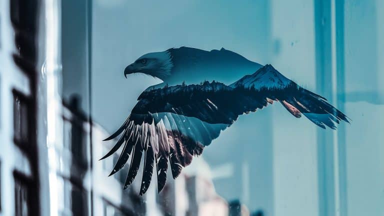 Double exposure of a bald eagle in flight and a mountain landscape with pine trees: freedom and nature concept.