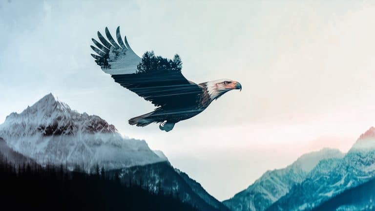 Double exposure of an eagle soaring and forested mountains: freedom and nature concept.
