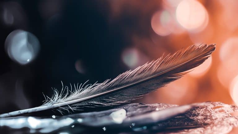 Double exposure of a single feather resting on a surface