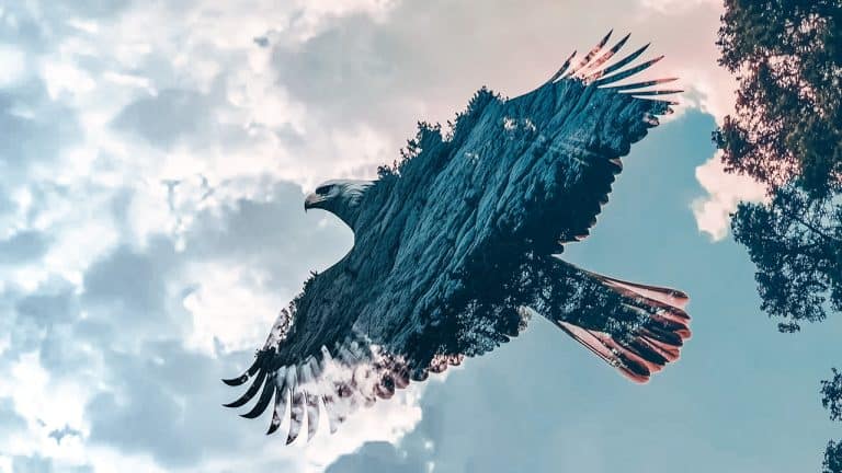 Double exposure of an eagle in flight and a forest landscape with trees against the sky: freedom and nature concept.